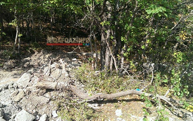 Milli Parkdakı ağacları kim qırır? -  Nazirlikdən cavab+Fotolar