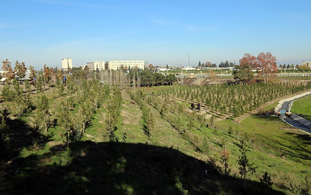Gəncədə 23 çinar ağacı əkilib