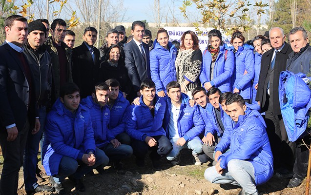 Gəncədə 23 çinar ağacı əkilib