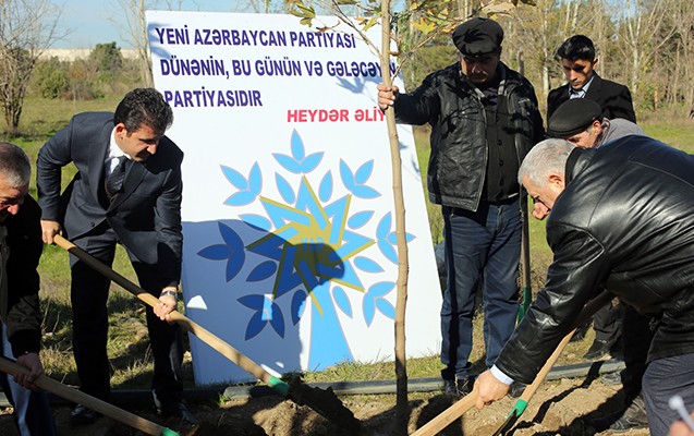 Gəncədə 23 çinar ağacı əkilib