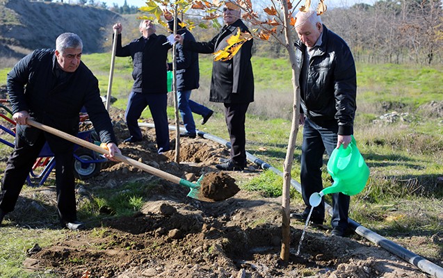 Gəncədə 23 çinar ağacı əkilib