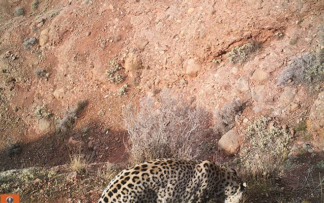 Azərbaycanda daha bir bəbirin görüntüləri çəkilib