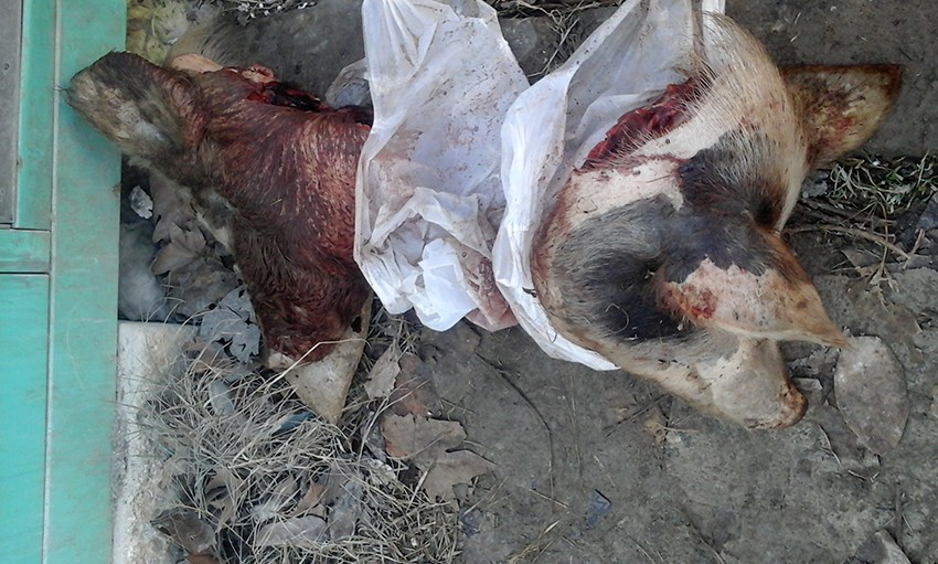 “Baqaj”ında Azərbaycana 3 baş donuz cəmdəyi gətirdi -  Fotolar