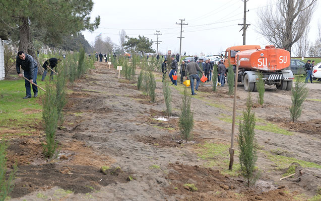İcra başçısı ağacəkmə kampaniyasına qoşuldu
