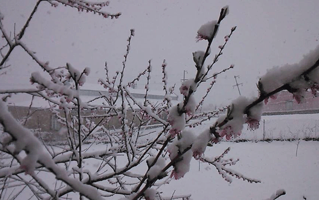 Gədəbəyə qar yağıb - Fotolar