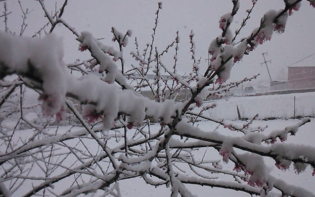 Gədəbəyə qar yağıb - Fotolar