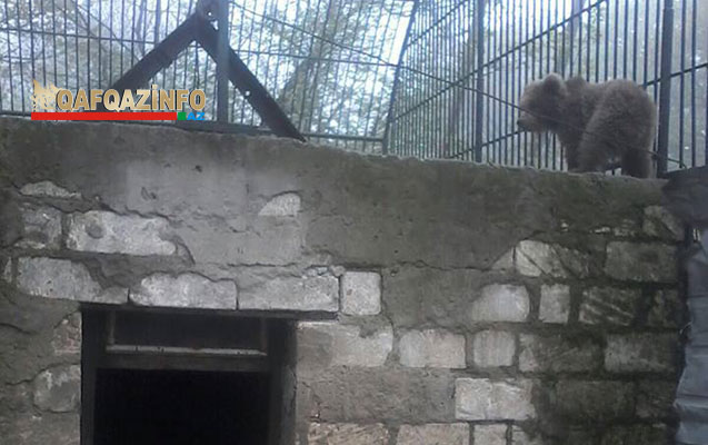 Bakıda tapılan ayı balası - 
