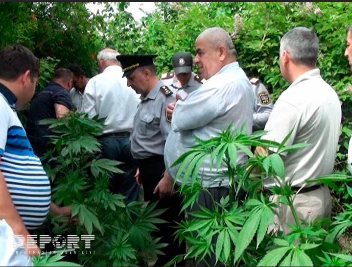 Polis əməliyyat ke&ccedil;irdi - K&uuml;lli miqdarda &ccedil;ətənə tapıldı+Foto
