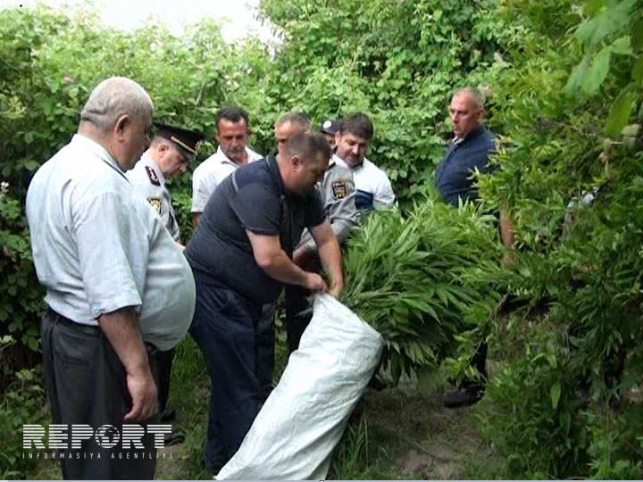 Polis əməliyyat ke&ccedil;irdi - K&uuml;lli miqdarda &ccedil;ətənə tapıldı+Foto
