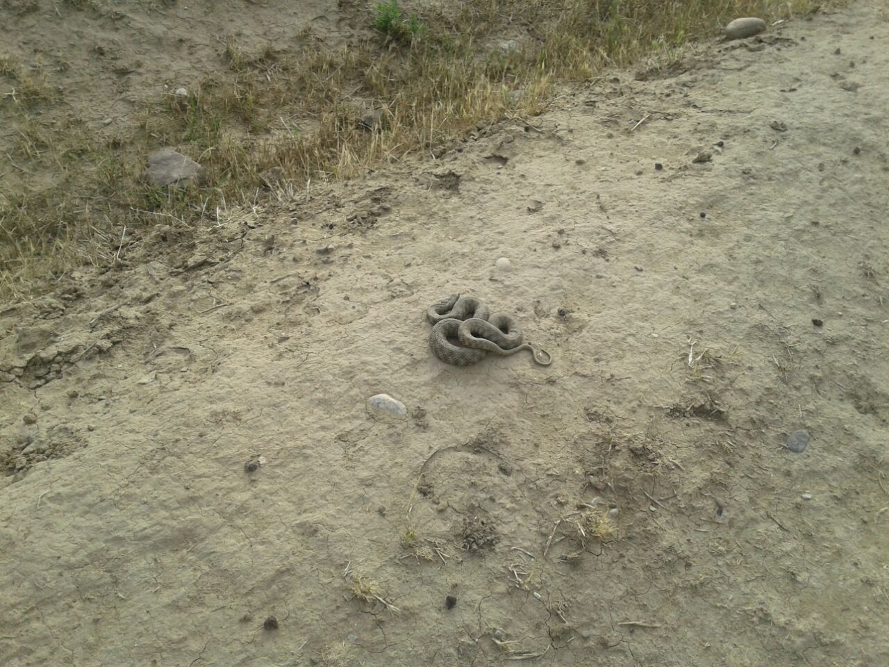 Cəbhəboyu rayonlarda 3 ədəd PHS tapılıb - Fotolar