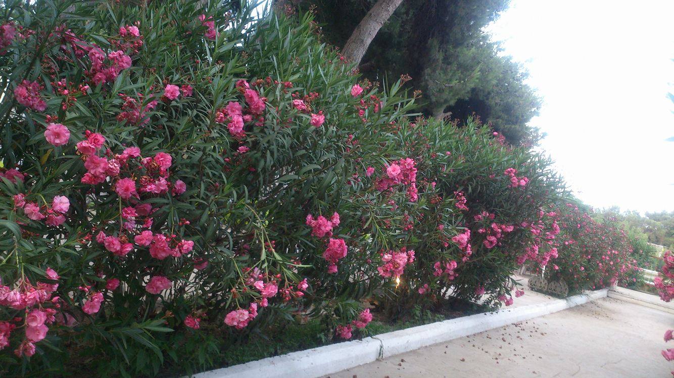 Bakının məşhur bağı çirkab içində... -  Fotolar