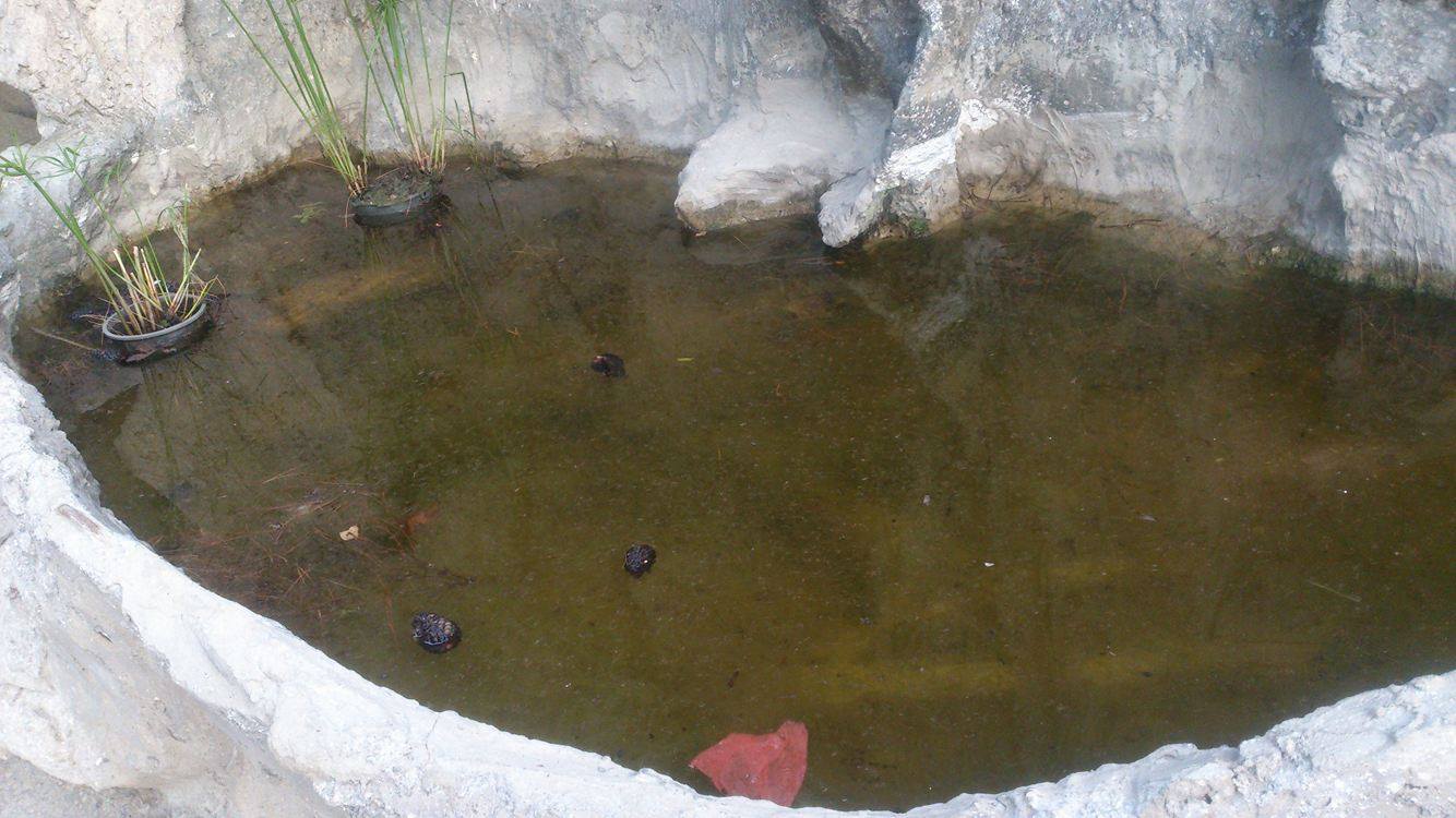 Bakının məşhur bağı çirkab içində... -  Fotolar