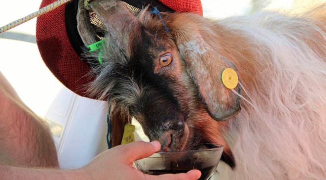 Müğənni heyvanları geyindirib yaxtada gəzdirdi -  Qurban bayramına görə+Fotolar