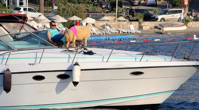 Müğənni heyvanları geyindirib yaxtada gəzdirdi -  Qurban bayramına görə+Fotolar