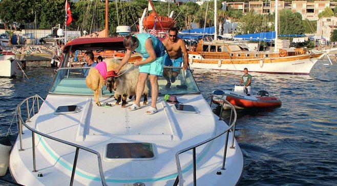 Müğənni heyvanları geyindirib yaxtada gəzdirdi -  Qurban bayramına görə+Fotolar