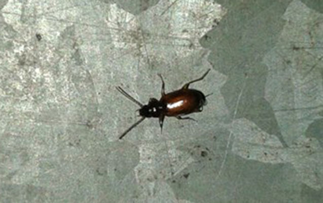 Lahıcı həşəratlar bürüyüb  -  Şok video