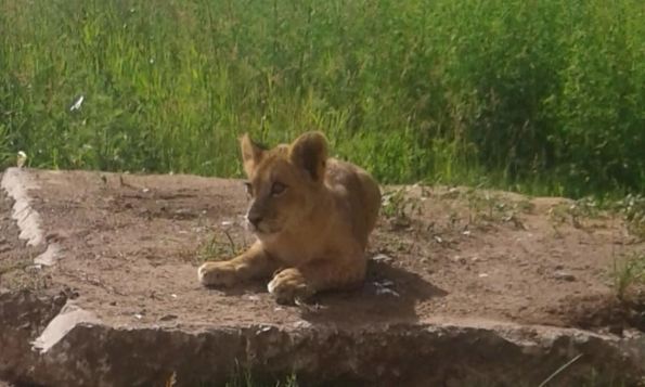 Evində şir saxlayan azərbaycanlı ailədən polisə şikayət -  Fotolar