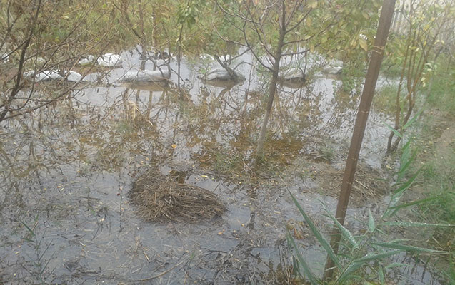 Evləri su basdı - Məhəmmədidə + Fotolar