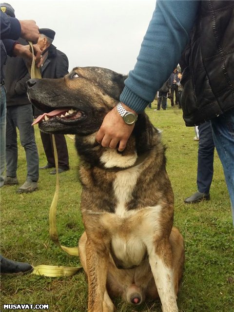 Bərdədə qadağan olunmuş it döyüşü keçirilir - Fotolar + Video