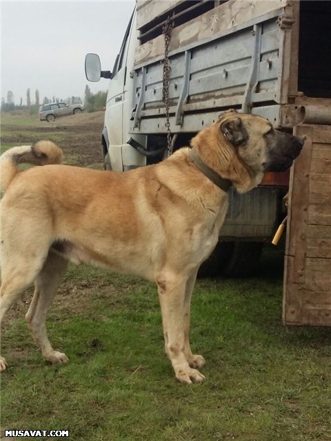 Bərdədə qadağan olunmuş it döyüşü keçirilir - Fotolar + Video