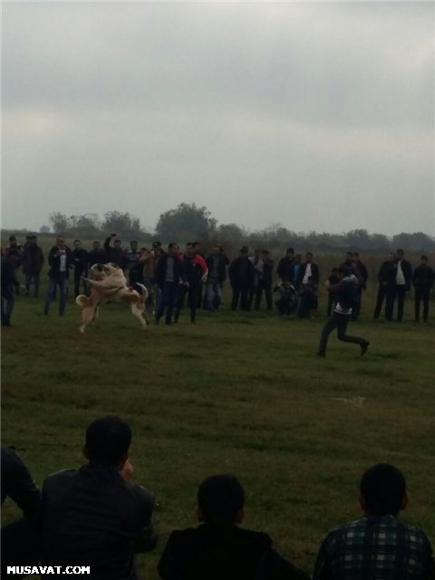 Bərdədə qadağan olunmuş it döyüşü keçirilir - Fotolar + Video