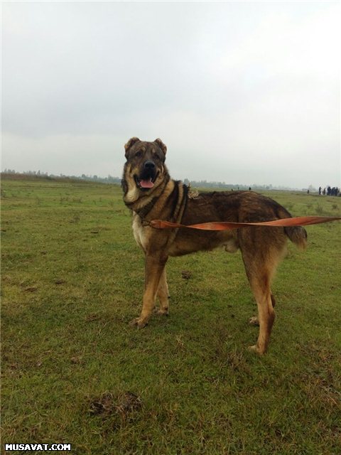 Bərdədə qadağan olunmuş it döyüşü keçirilir - Fotolar + Video
