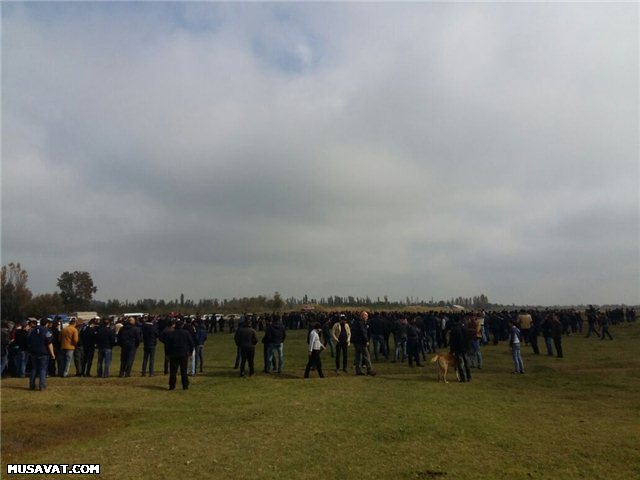 Bərdədə qadağan olunmuş it döyüşü keçirilir - Fotolar + Video