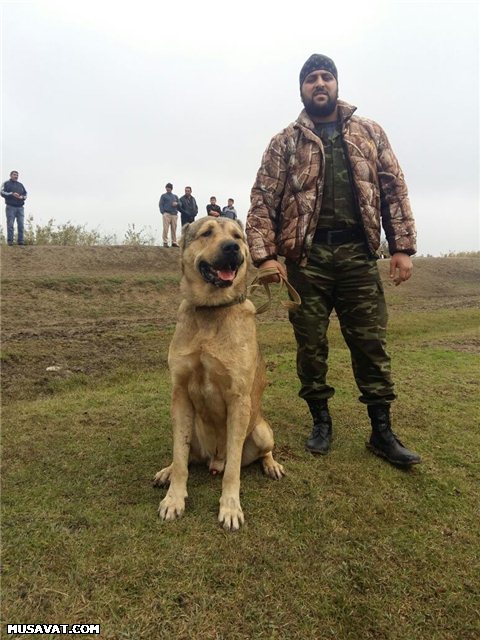 Bərdədə qadağan olunmuş it döyüşü keçirilir - Fotolar + Video