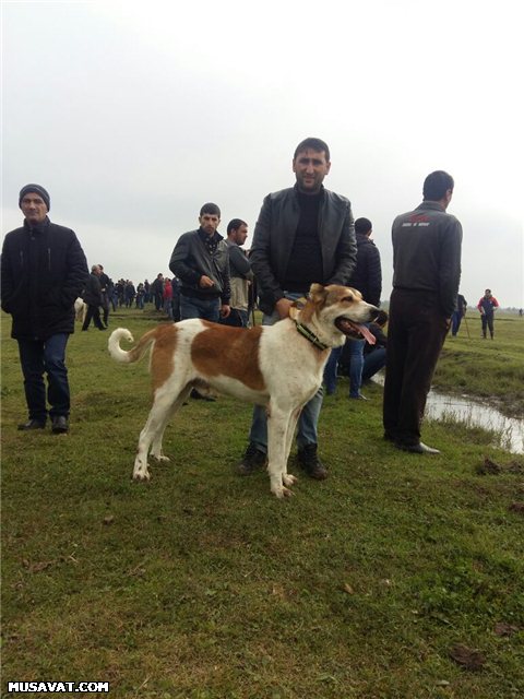 Bərdədə qadağan olunmuş it döyüşü keçirilir - Fotolar + Video