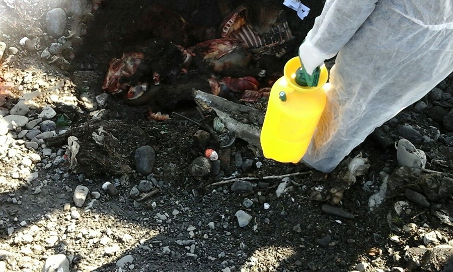 Qəbələdə maşından iylənmiş at cəmdəkləri aşkarlandı -  Foto