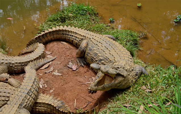 Naxçıvanda doğulub və bütün dünyanı gəzir  -  Fotolar
