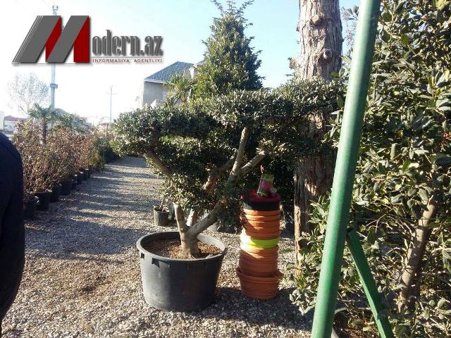 Bakıda bir ağaca 3 min pulu kim verir?  -  Fotolar