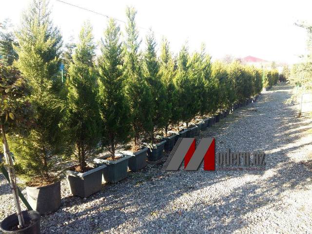 Bakıda bir ağaca 3 min pulu kim verir?  -  Fotolar