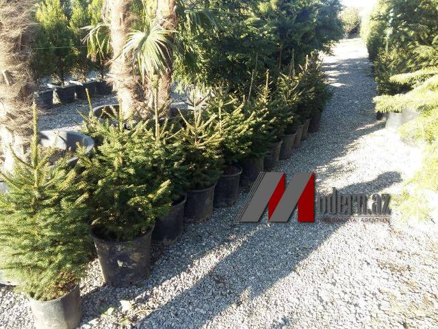 Bakıda bir ağaca 3 min pulu kim verir?  -  Fotolar