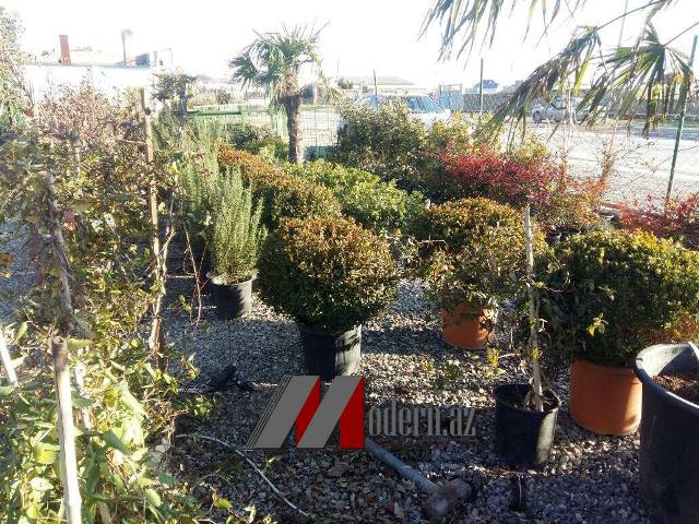 Bakıda bir ağaca 3 min pulu kim verir?  -  Fotolar